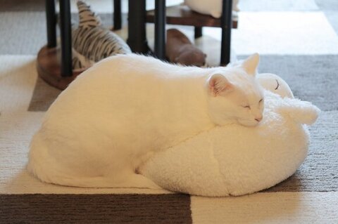 クッションで寝る猫