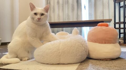 クッションと猫