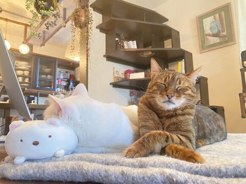 違う寝方の猫2匹