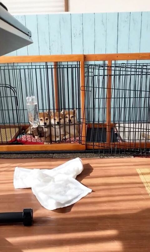 ゲージの中の3兄妹