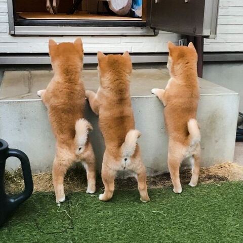 部屋をのぞく3匹