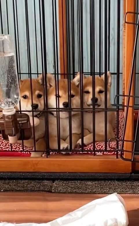 ゲージの中の3兄妹に寄った写真