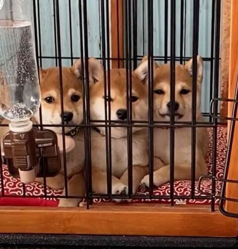 ゲージの中の3兄妹のアップ写真