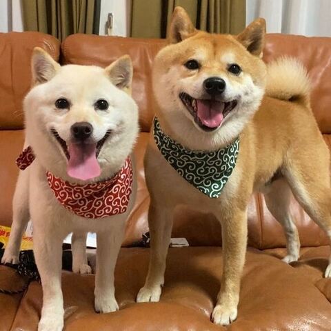 夫婦のツーショット