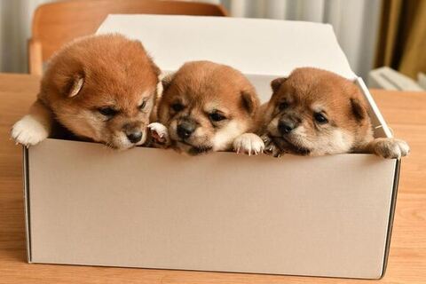 箱に入っている3匹