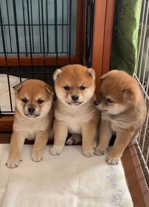 ゲージの前で寄り添う3匹