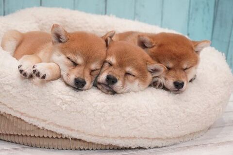 ベッドで寝る3匹