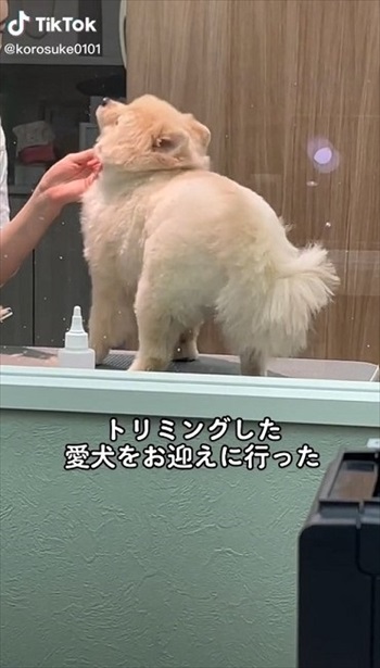 トリミングを頑張るワンちゃん