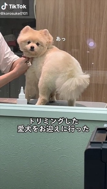 トリミング中に振り向いたワンちゃん