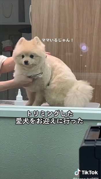 飼い主を見つけたワンちゃん