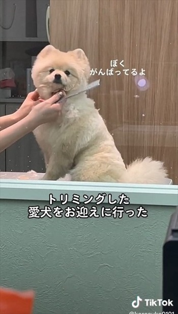 急に姿勢が良くなるワンちゃん