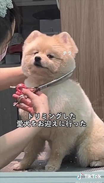 飼い主をチラ見するワンちゃん