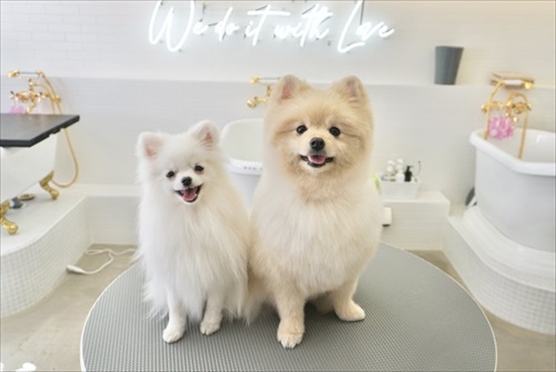 シャンプーに行ったワンちゃんたち