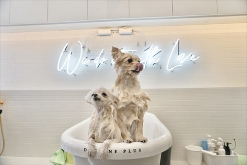 ポーズを決めるワンちゃん