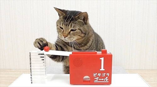 ビー玉と猫