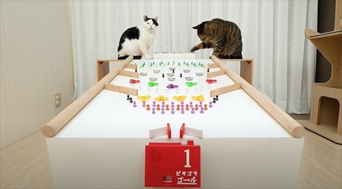 ねことマーブルラン