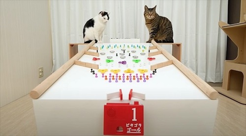 ねことマーブルラン