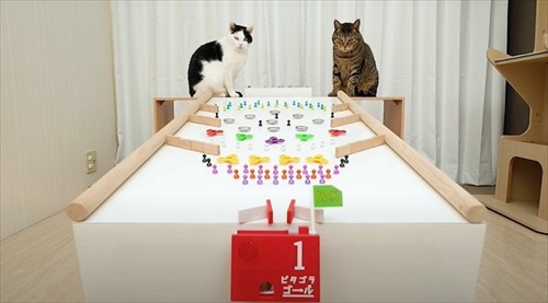 ねことマーブルラン