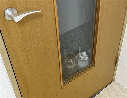 ねことマーブルラン