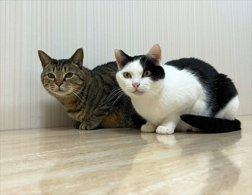 ねことマーブルラン