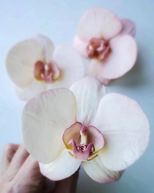 本物の花のようなシュガーフラワー