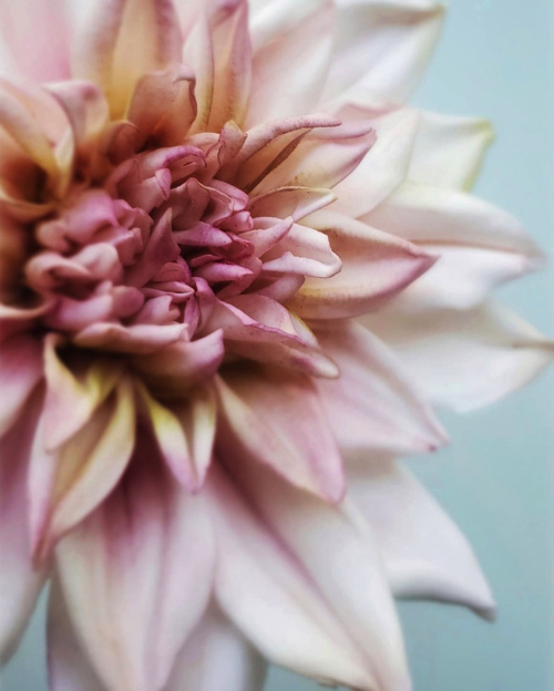 本物の花のようなシュガーフラワー