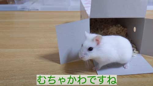 売れ残りのハムスターをお迎え