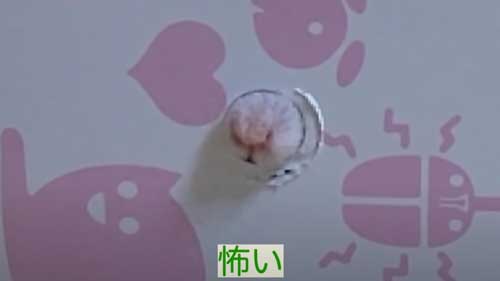 箱の穴から鼻と口を出すハムスター