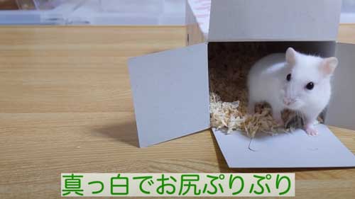 真っ白なジャンガリアンハムスター