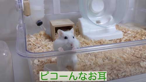 ハムスターのお耳