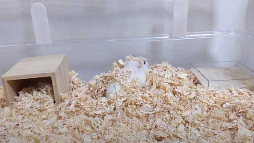 ペットショップ 売れ残り ハムスター お迎え