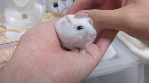 手乗りになったハムスター