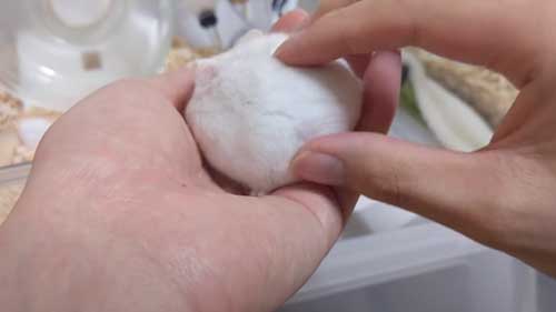 大福みたいなハムスター