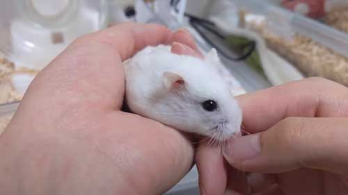 飼い主と交流するハムスター