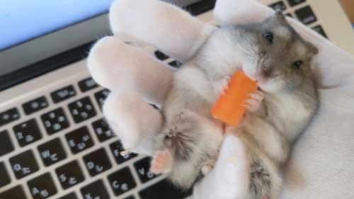 飼い主に懐いたハムスター