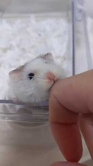 一緒に暮らすハムスターたち