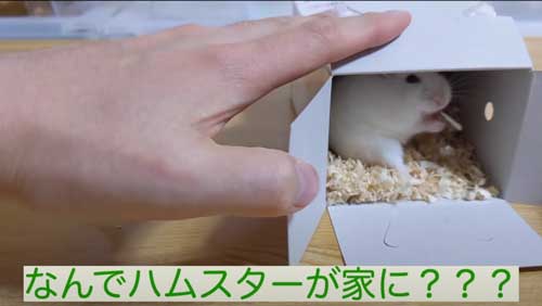 ハムスターの箱を開ける画像