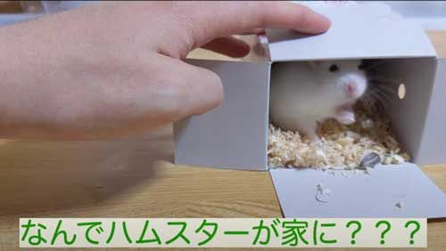 ヒマワリの種を落とすハムスター