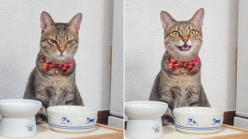猫のビフォーアフター