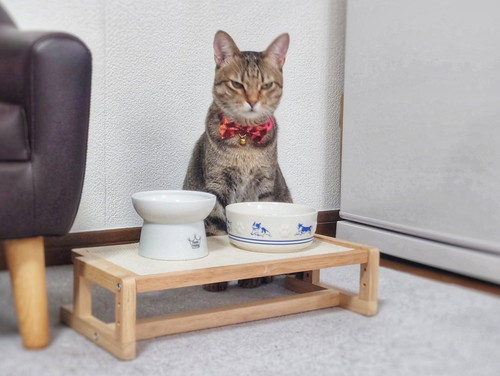 ごはん前の猫