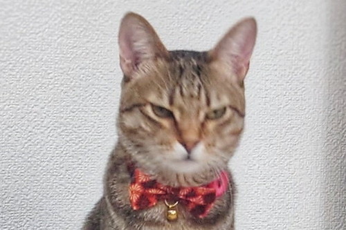 猫の暗い表情