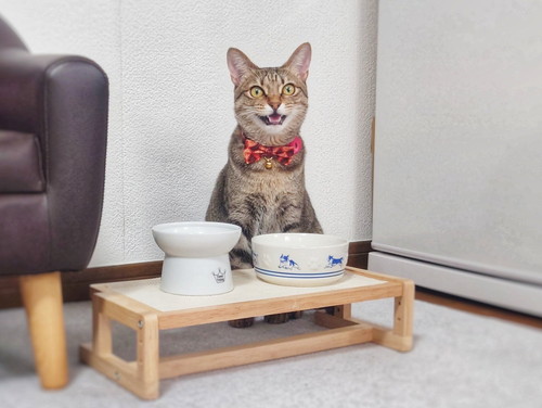 ごはん後の猫