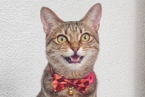 猫の明るい表情