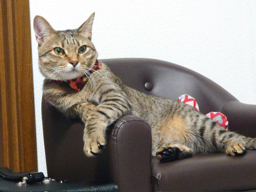 テレビを見る猫