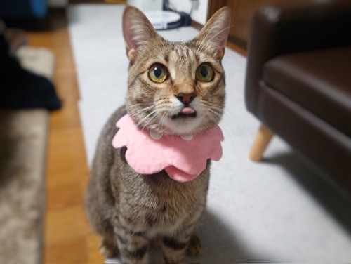 舌を出す猫
