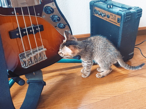かわいい子猫