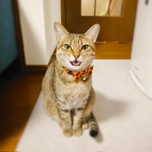 よくしゃべる猫