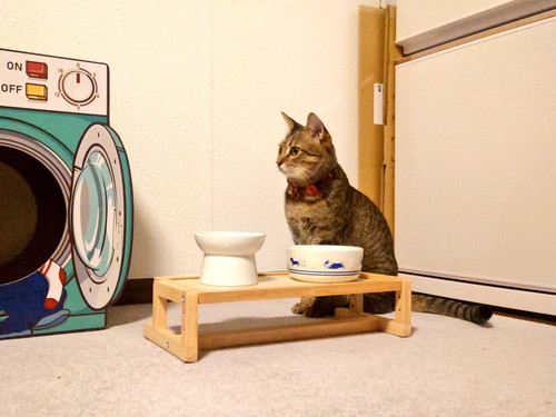 ごはんを待つ猫