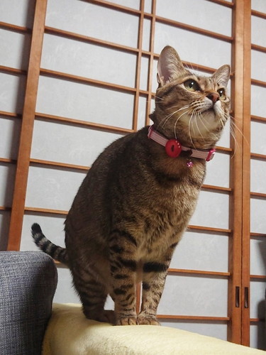 猫じゃらしを見守る猫