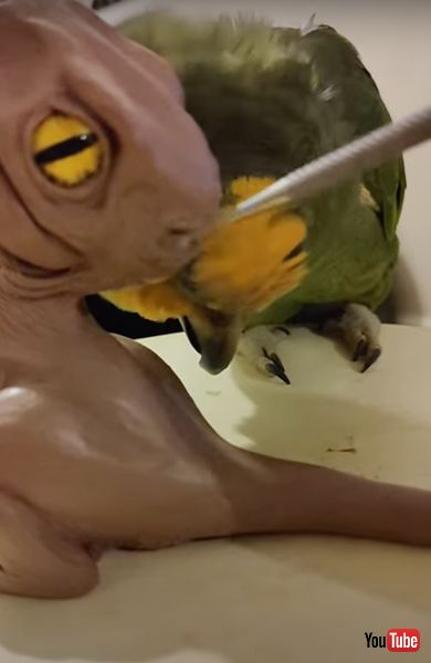 彫刻にやきもちを焼くオウム